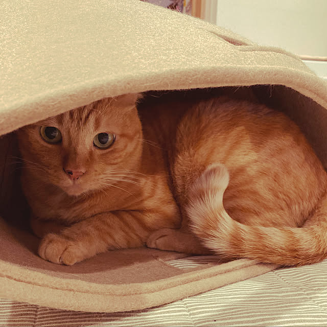 Gomaさんの実例写真