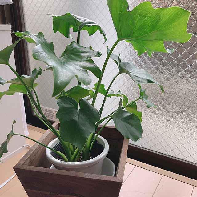観葉植物/IKEA/リビングのインテリア実例 - 2020-03-31 09:18:13