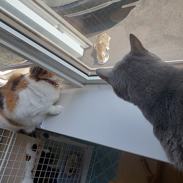 megu.catさんの実例写真