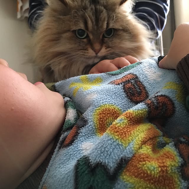 k_dinoさんの実例写真