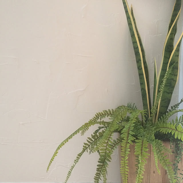 玄関/入り口/DIY/新築一戸建て/観葉植物/いなざうるす屋さん...などのインテリア実例 - 2018-05-23 09:42:14