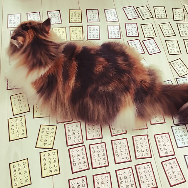 Tomokoさんの実例写真
