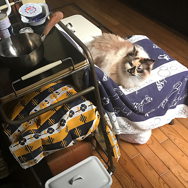 neko-2.2.2runmuさんの実例写真