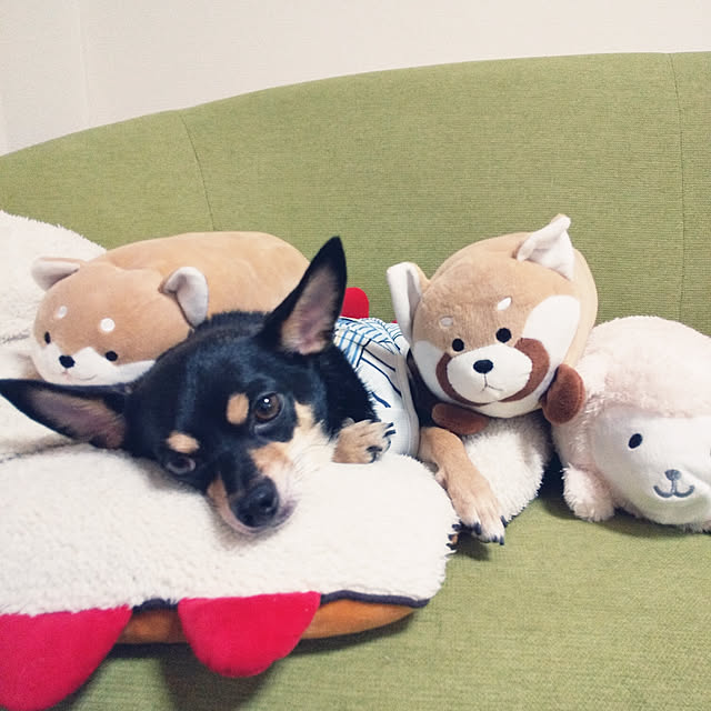 korohukumamanさんの実例写真