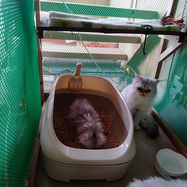 makaronさんの部屋