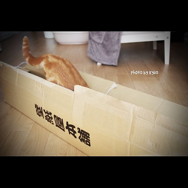 kyaoさんの実例写真