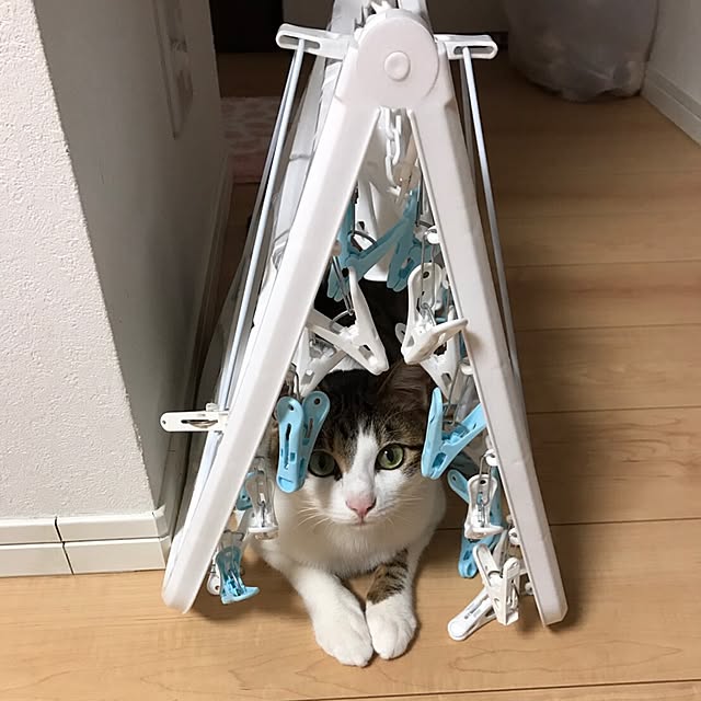 honoucさんの実例写真