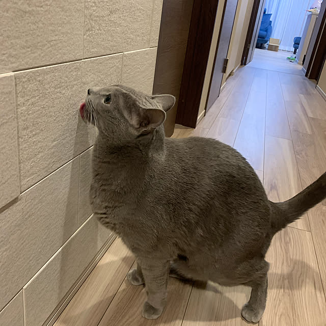 sayuuuさんの実例写真