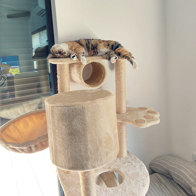 机/平屋の家/平屋/漆喰壁/ねこのいる日常...などのインテリア実例 - 2019-08-25 11:42:55