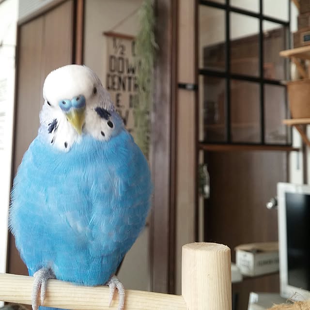 opiopiopiさんの実例写真