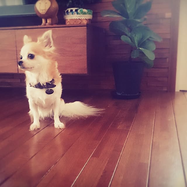 Manamiさんの実例写真