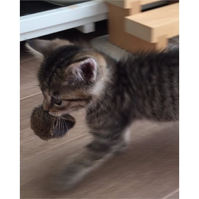 mikomaruさんの実例写真