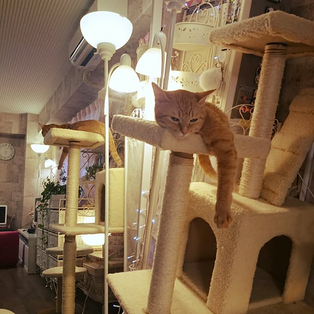 fu-ka24さんの実例写真