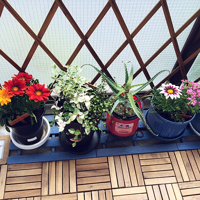 玄関/入り口/100均/観葉植物/多肉植物のインテリア実例 - 2016-09-11 23:40:52