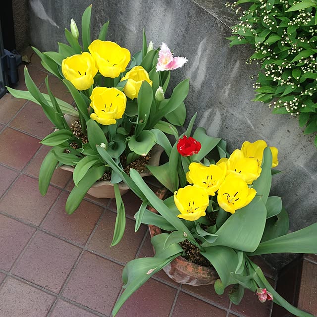 tomoさんの実例写真