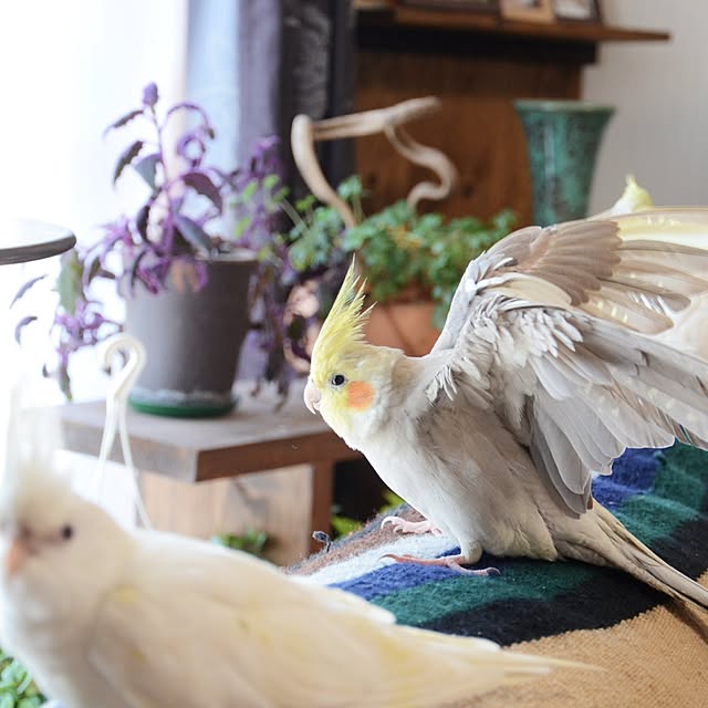 miriさんの実例写真