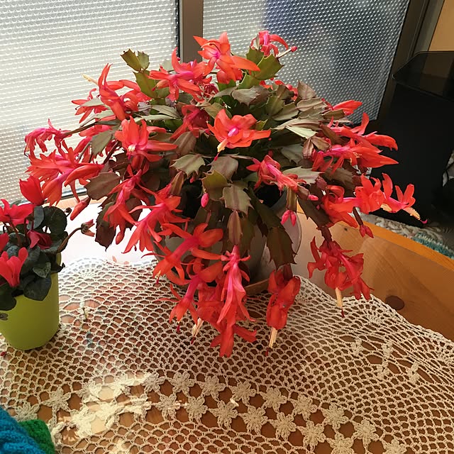 hirokoさんの実例写真