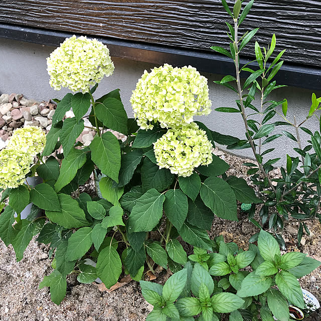 so__yu__ieさんの実例写真