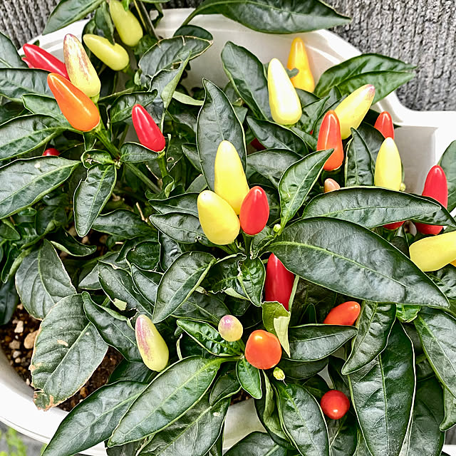 YuuKoさんの部屋