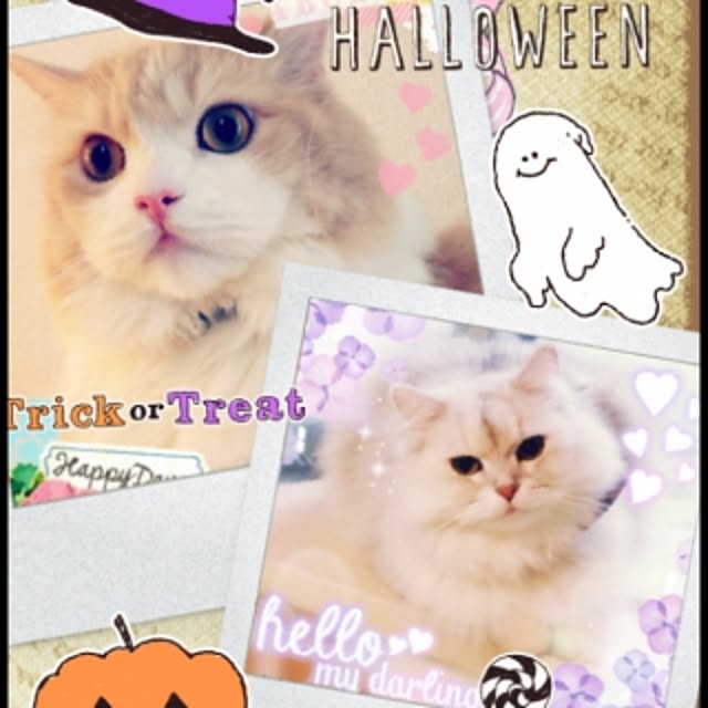 gomachanさんの実例写真
