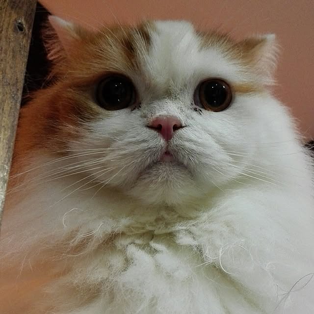 1ldksさんの実例写真