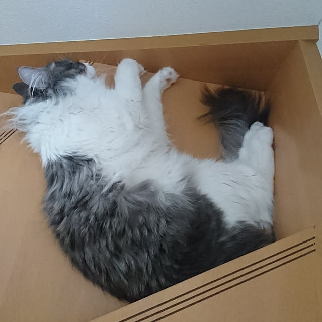 shinobuさんの実例写真