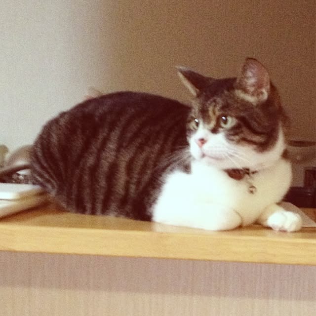 pinokoさんの実例写真