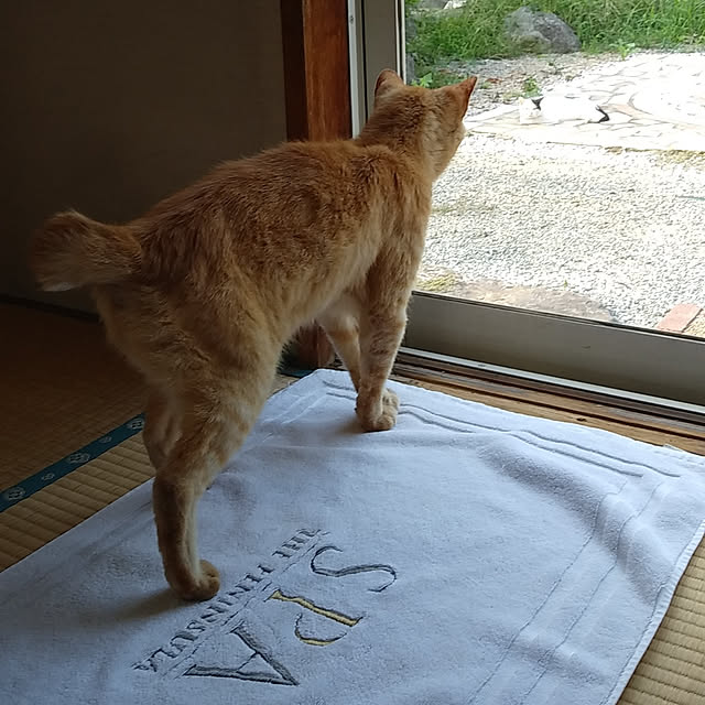 machuさんの実例写真