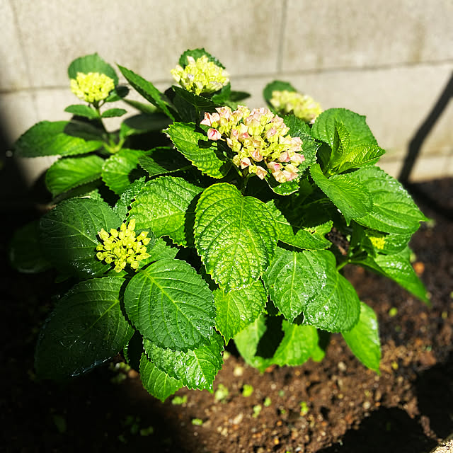 Haruさんの部屋