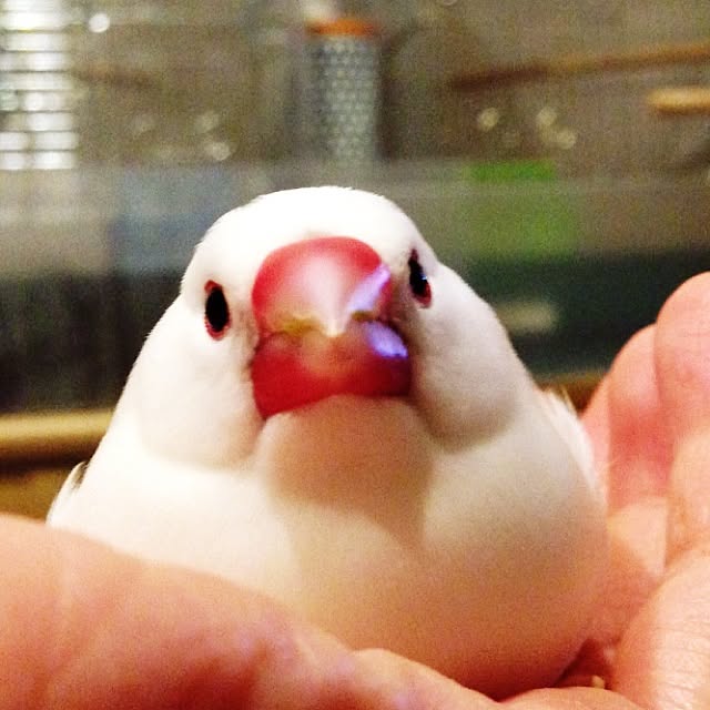 achuminさんの実例写真