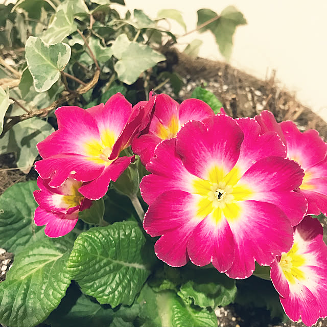 sunflowerさんの実例写真