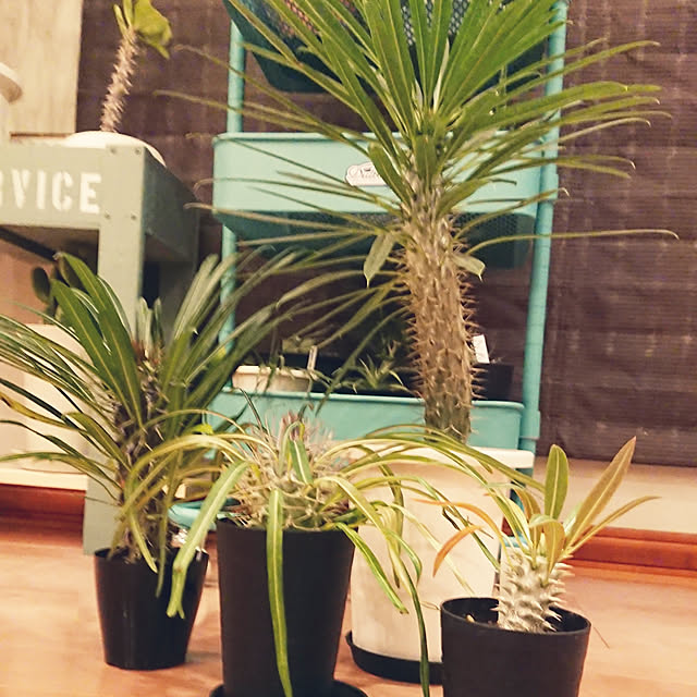 ot-gardenさんの実例写真