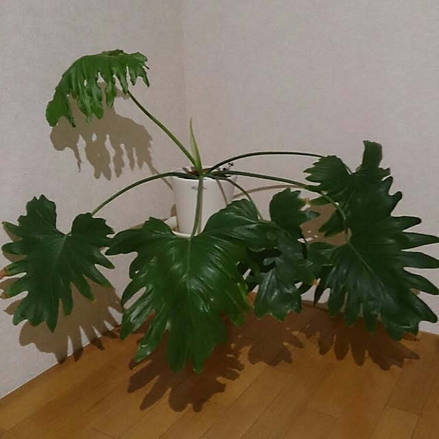 yama36さんの実例写真