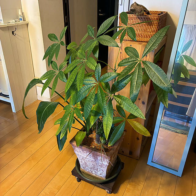 koshiregutyoさんの部屋