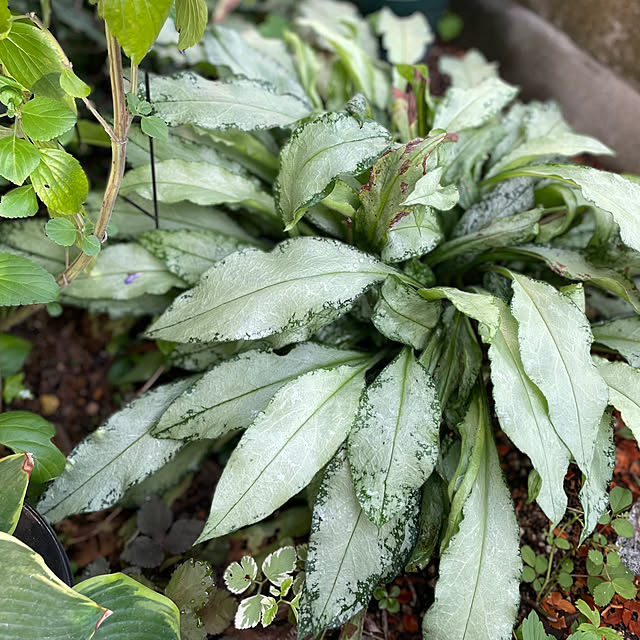 buchiさんの実例写真