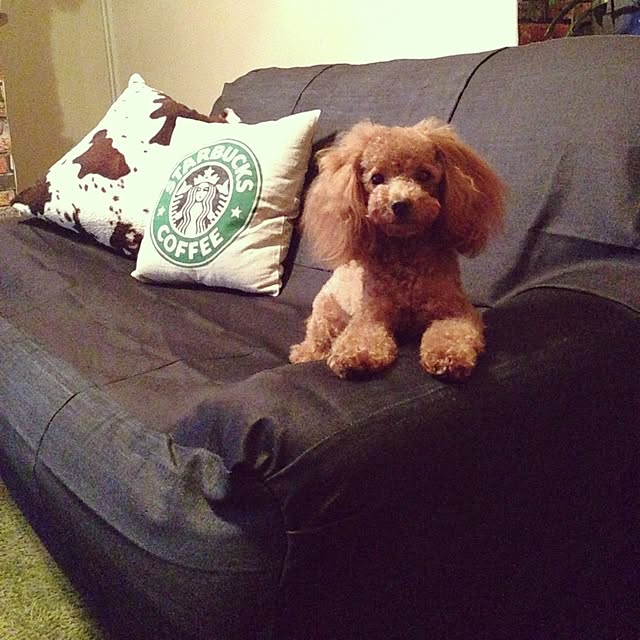 chocolatさんの実例写真