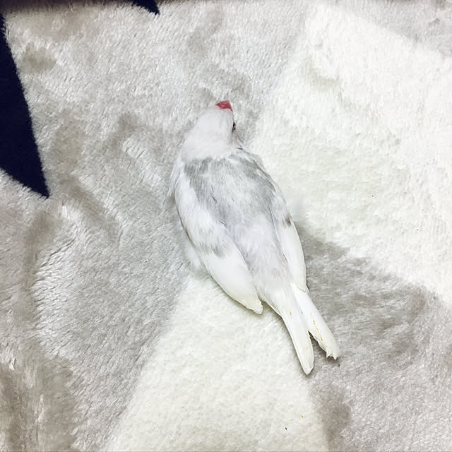 yukimidaifukuさんの実例写真