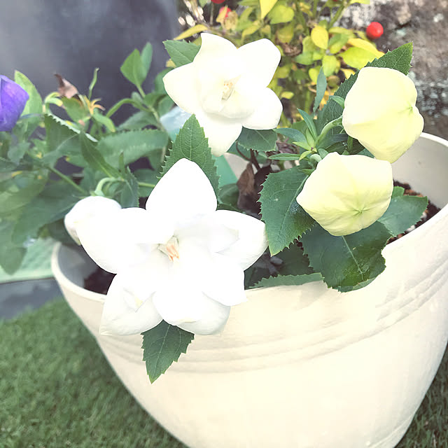 flowerさんの実例写真