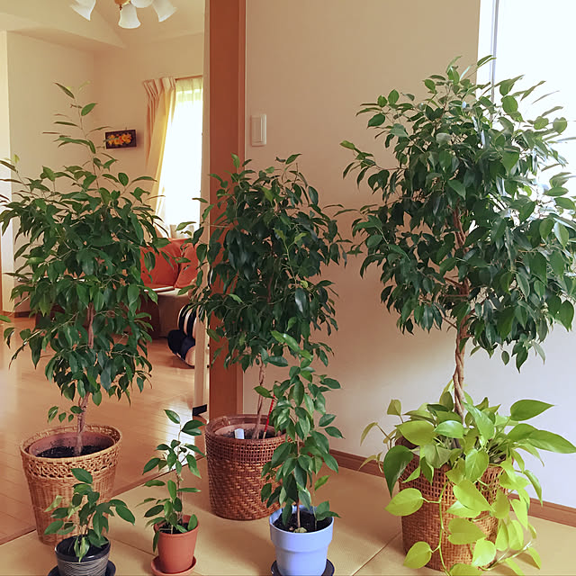 912tachiさんの実例写真