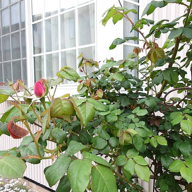 fleur-mamanさんの部屋