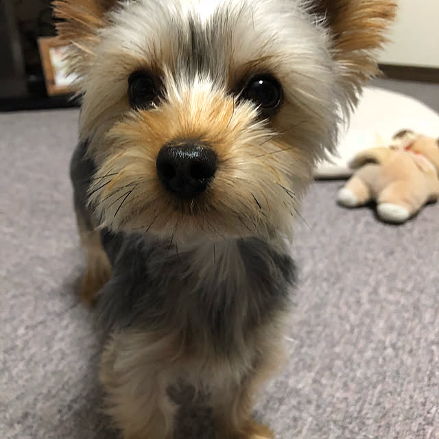 tmmycpさんの実例写真