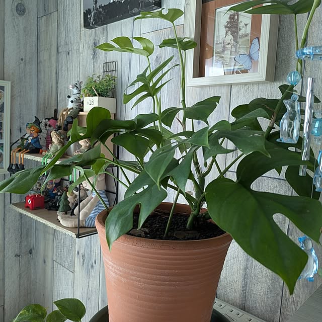 quanshanxia037さんの部屋
