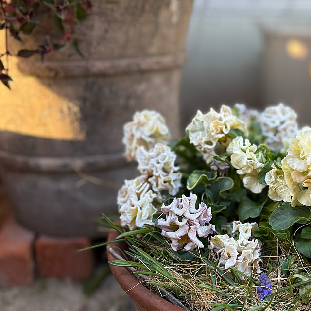 Kaeru-Mamaさんの実例写真