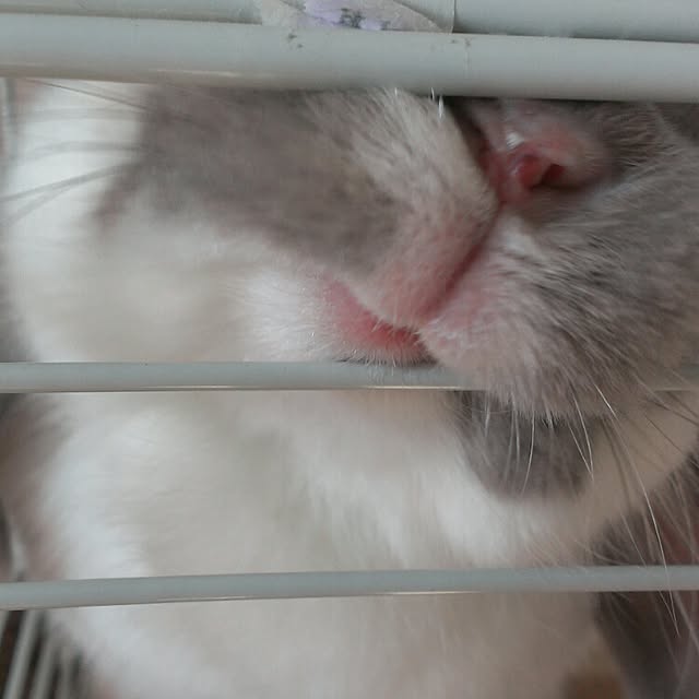 COROLさんの実例写真