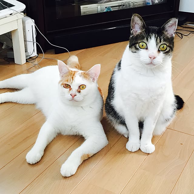minkokoさんの実例写真