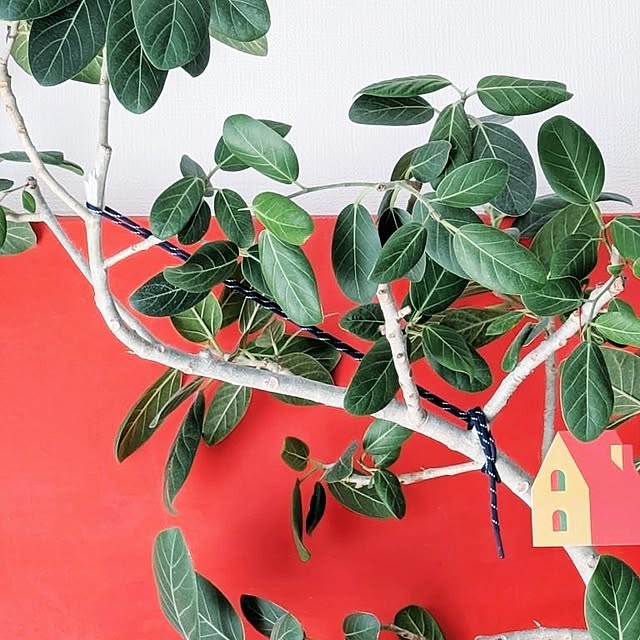 atarasiioutiさんの部屋