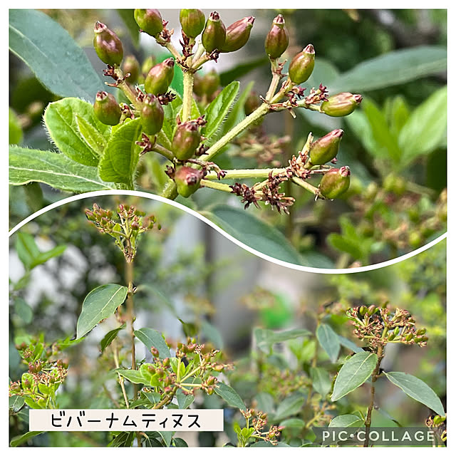 buchiさんの実例写真