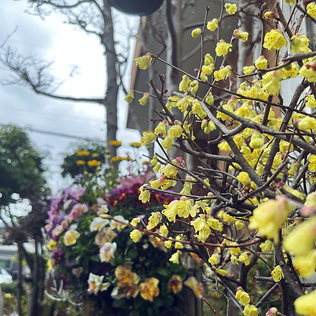 yukarin-gardenさんの実例写真