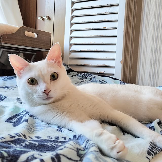 momochanoshippoさんの実例写真