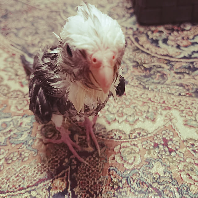 MIUOOさんの実例写真